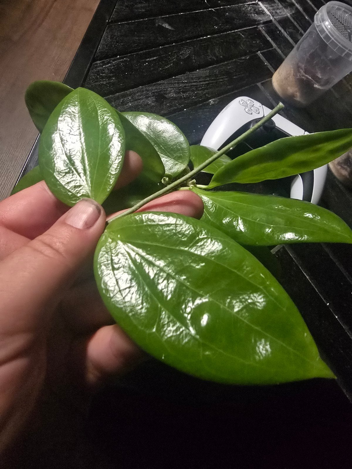 Hoya Fitchii stekken vers, Ophalen of Verzenden, Halfschaduw, Minder dan 100 cm