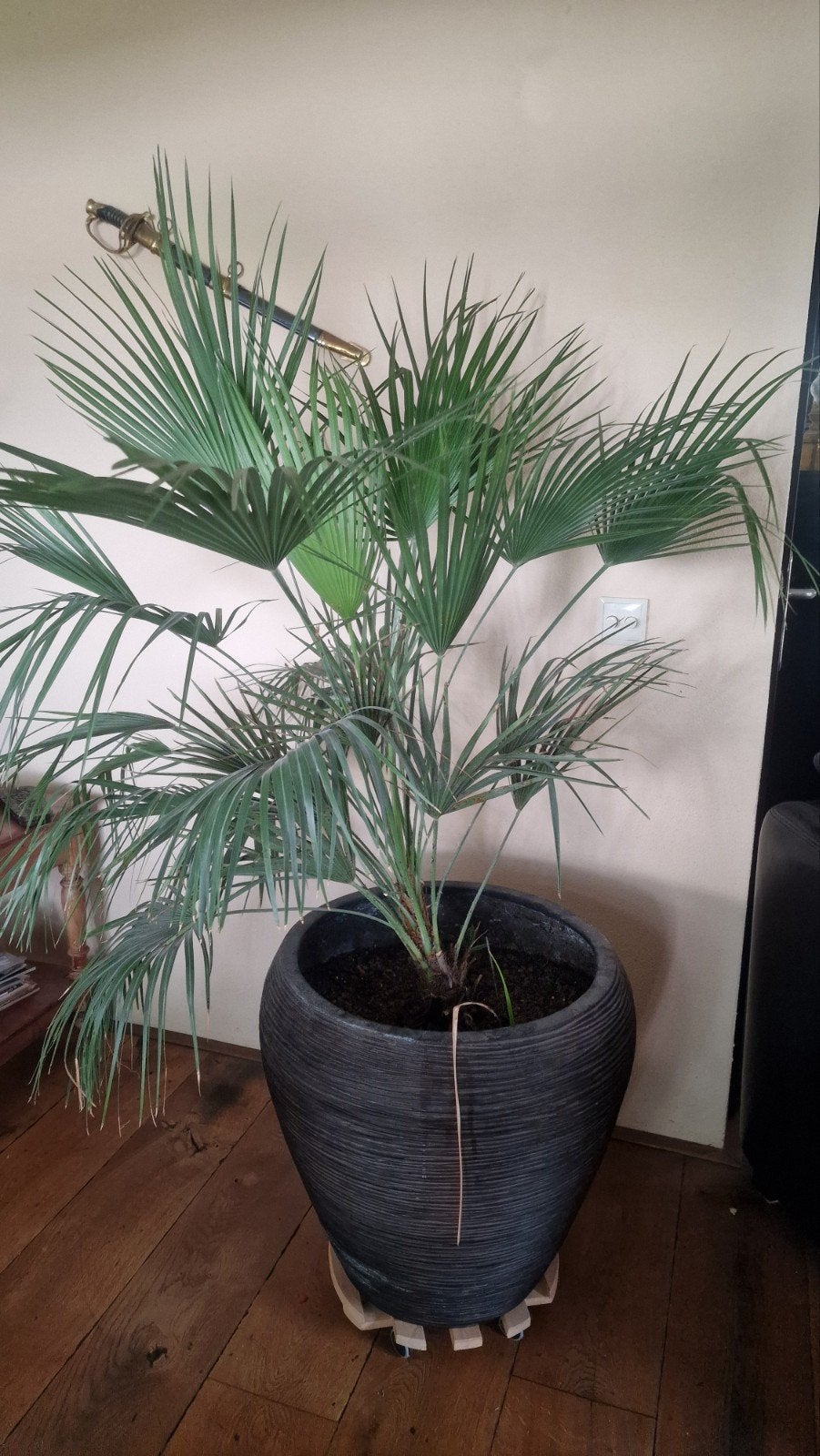 Grote Palm in Pot - Ideaal voor Binnen of Buiten, Huis en Inrichting, Kamerplanten, Ophalen, 100 tot 150 cm, Palm, Halfschaduw