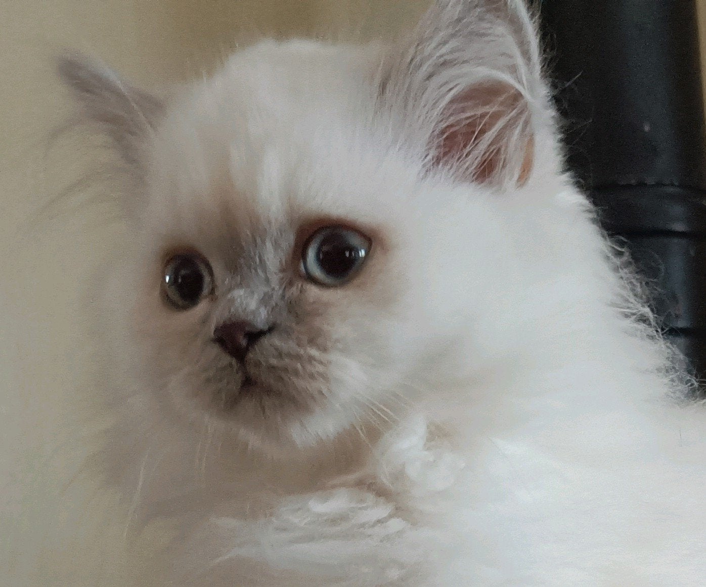 Lieve lilac point Britse kitten, katertje, 2x geënt 2x check, Kater, Ontwormd, 0 tot 2 jaar