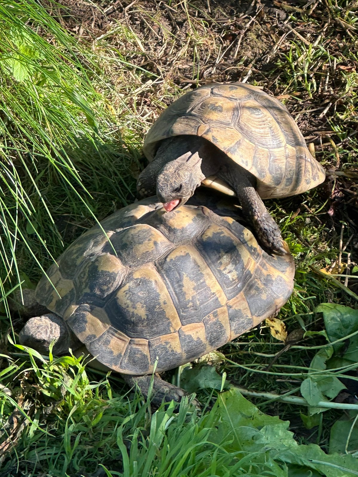 Prachtige, gezonde Griekse Landschildpadden. Nakweek 2026 ! Tortoise photo 7