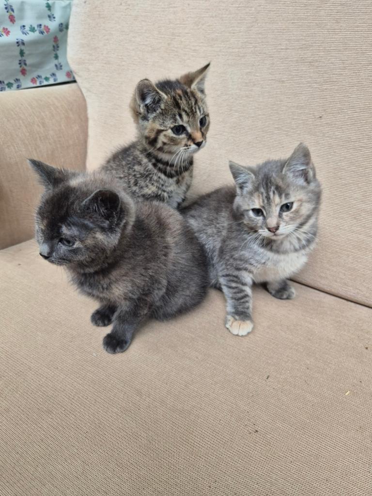 Lieve handtamme kittens (8 weken), Dieren en Toebehoren, Katten en Kittens | Overige Katten, Meerdere dieren, Kortharig, 0 tot 2 jaar