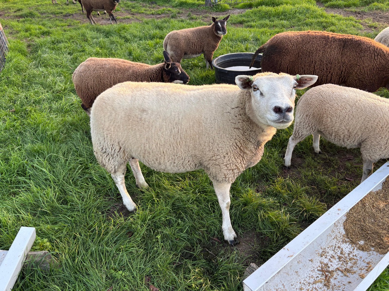 Texelaar/swifter ooi, Vrouwelijk, Schaap