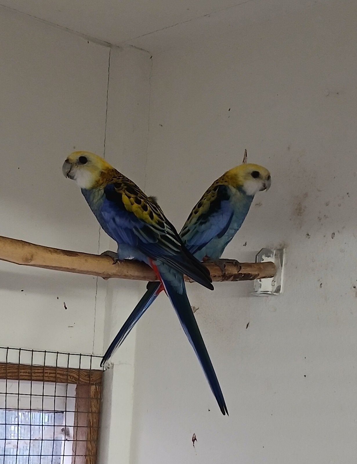 bleekkop rosella's, Meerdere dieren, Parkiet, Geringd
