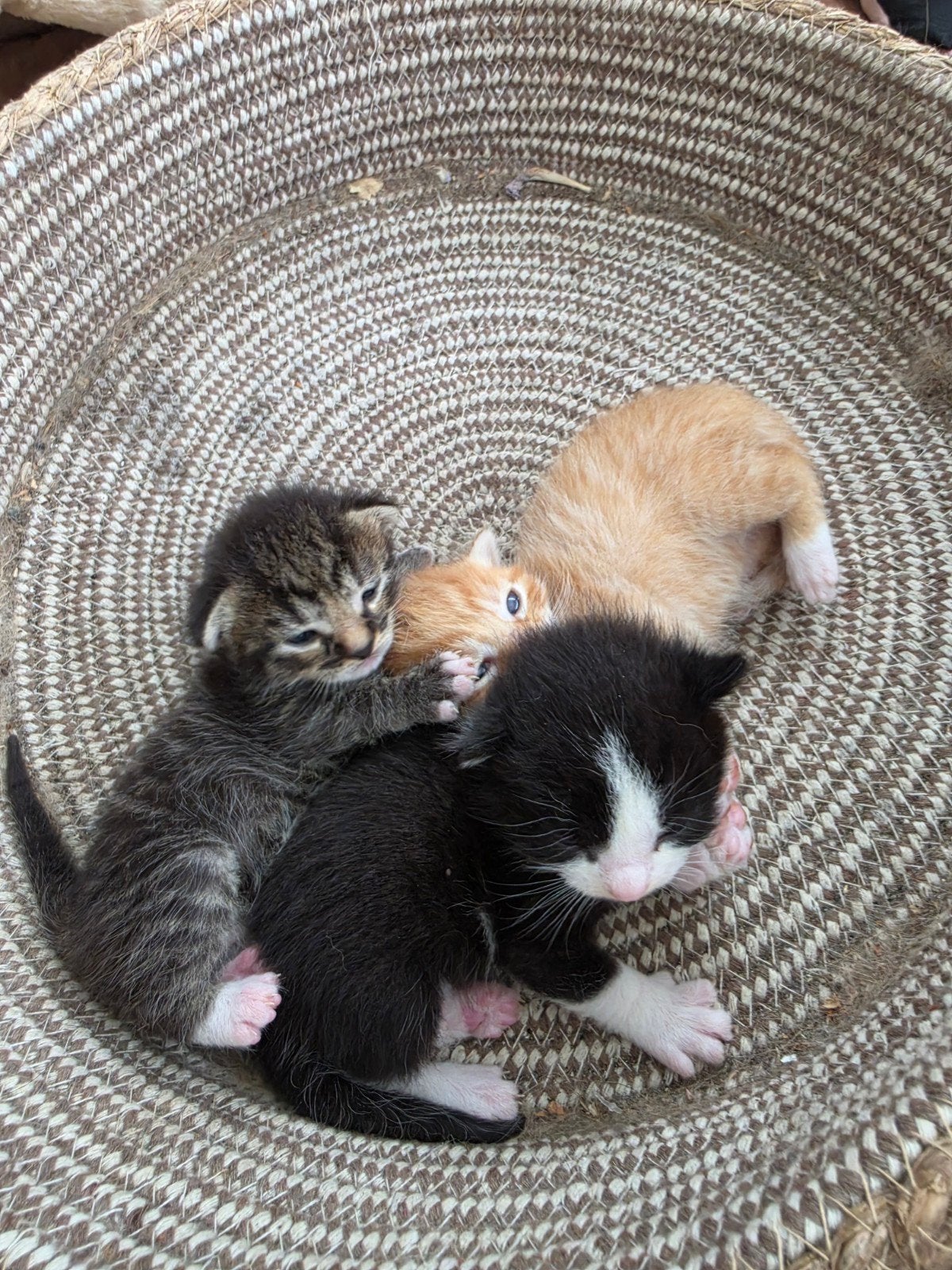 Prachtige kittens geboren 2 weken geleden, Meerdere dieren