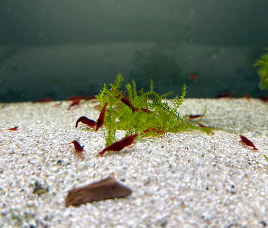 Mooie Bloody Mary garnalen, Kreeft, Krab of Garnaal