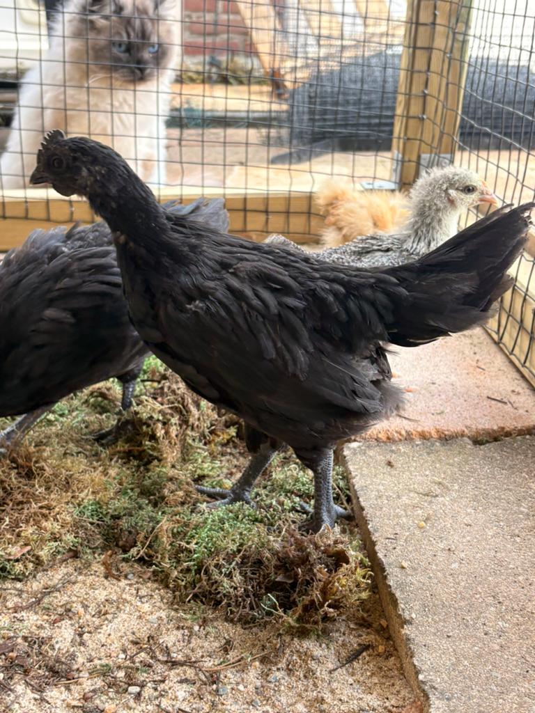 Twee ayam cemani haantjes, Mannelijk, Kip