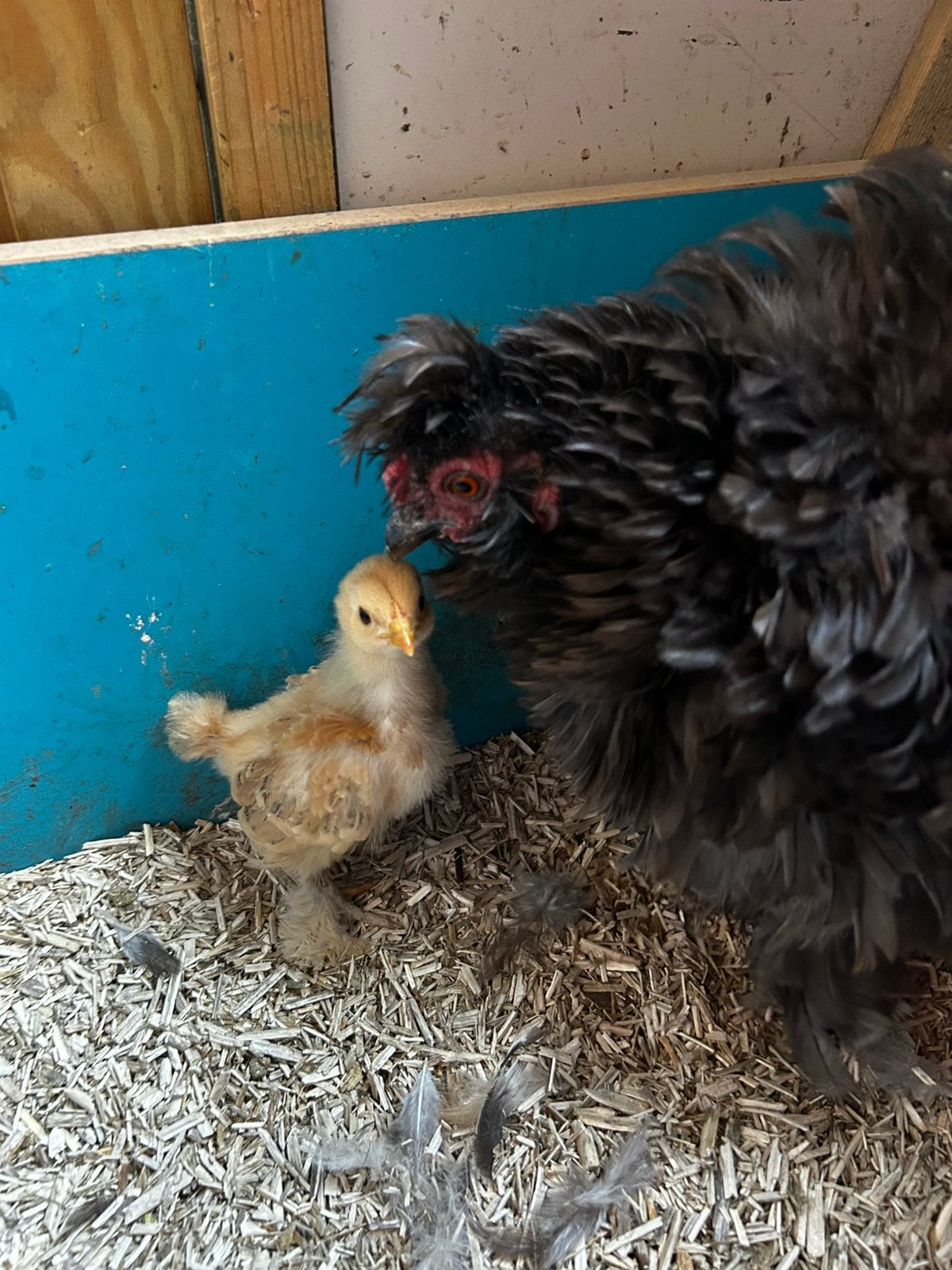 Mooie krulveer Hen met kuiken te koop, Vrouwelijk, Kip