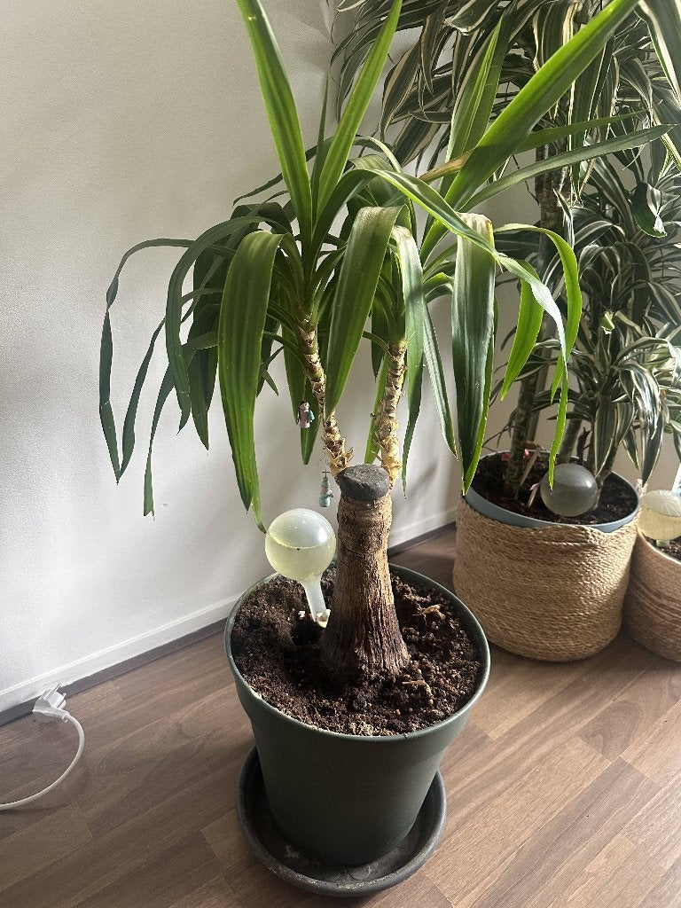 kamerplanten - Healthy corn plant (Dracaena), Ophalen, Overige soorten, Halfschaduw, In pot