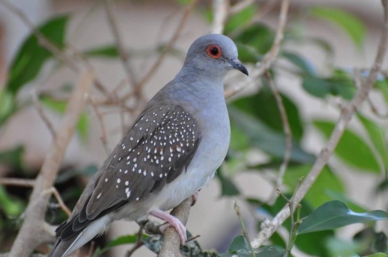 Bonte diamantduif | Tropische vogels | Volièrevogels, Dieren en Toebehoren, Meerdere dieren, Overige soorten