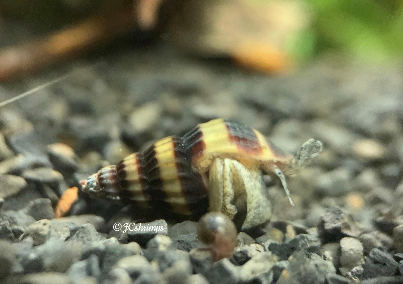Anatome Helena - slaketende slak - aquarium slakken, Dieren en Toebehoren, Slak of Weekdier, Zoetwatervis