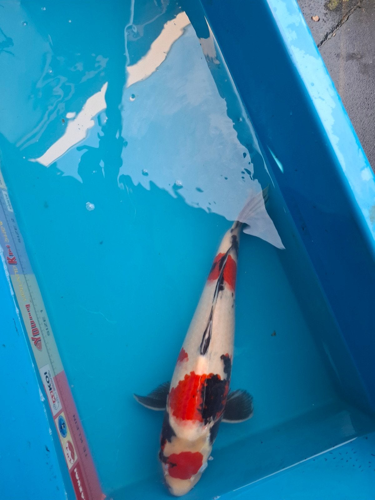 Te koop isa kindai maruten showa, Dieren en Toebehoren, Karper of Koi