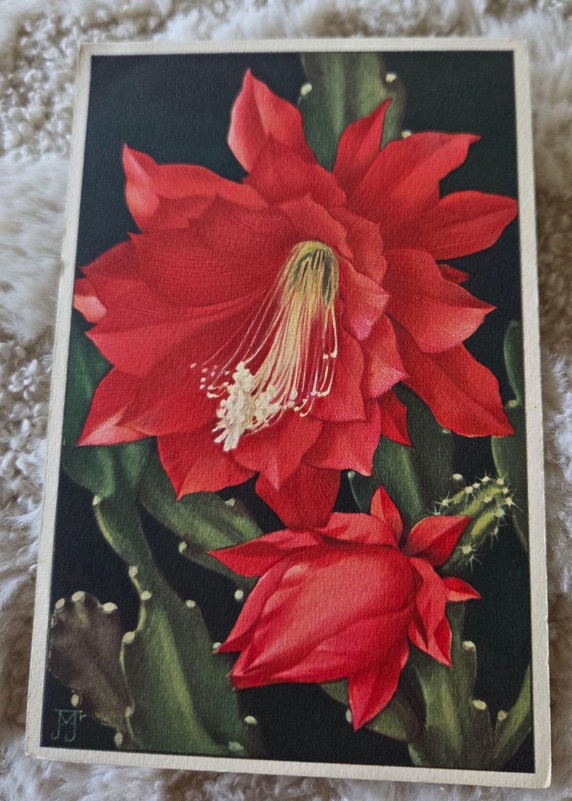 Orchideecactus - Voor Het Kind (1936), Verzenden, 1920 tot 1940, Ongelopen, Overige thema's