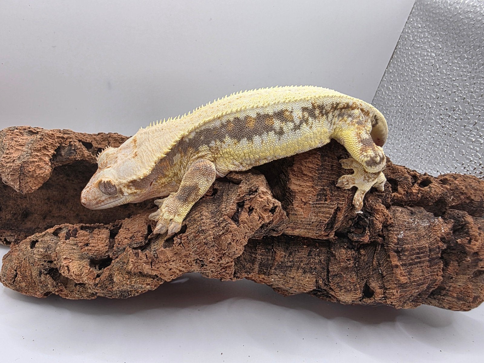 crested gecko- Correlophus ciliatus- wimpergekko, Dieren en Toebehoren, Hagedis, Tam, 0 tot 2 jaar