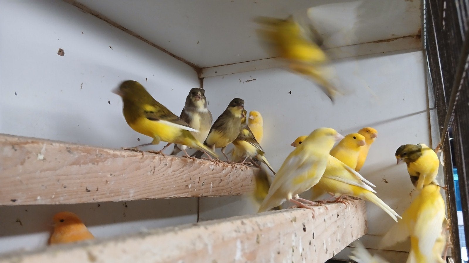 kanaries  in verschillende  kleuren, Meerdere dieren, Kleurkanarie