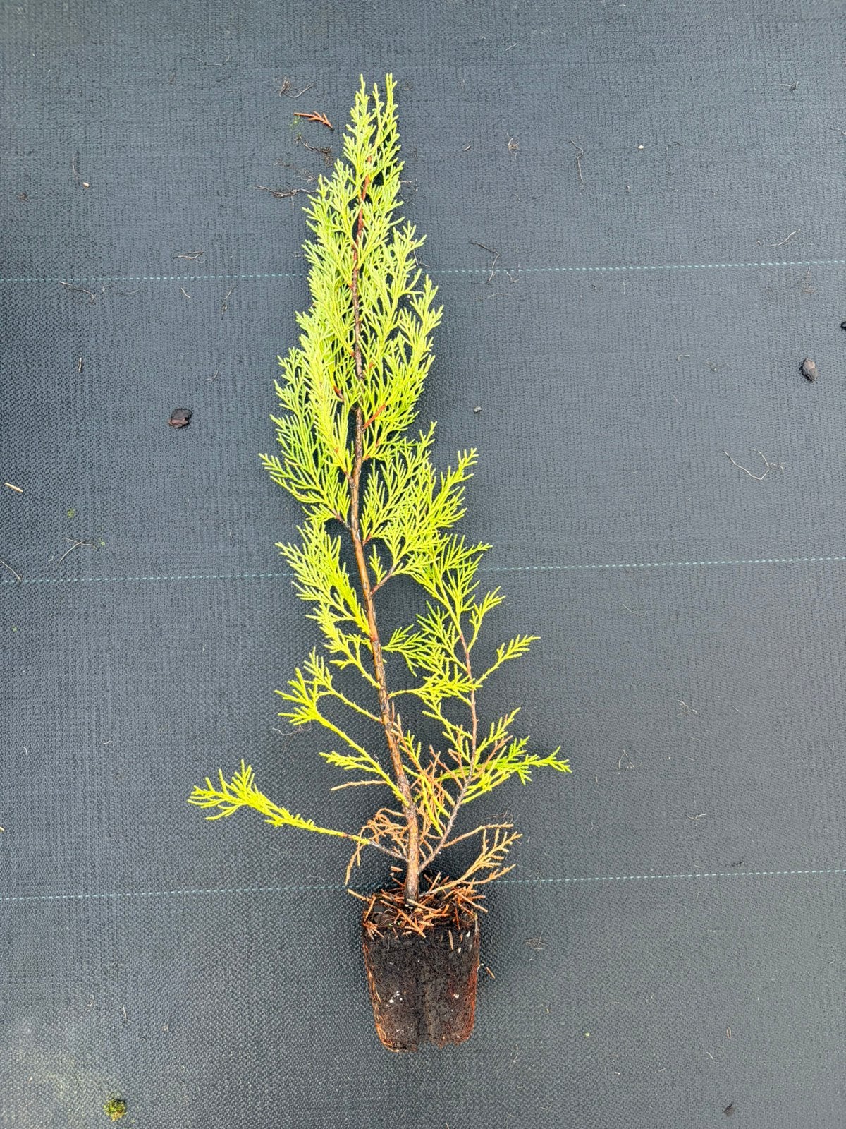 Haag coniferen Cupressocyparis Leylandii 2001, Tuin en Terras, Ophalen of Verzenden, Bloeit niet, Overige soorten, Volle zon