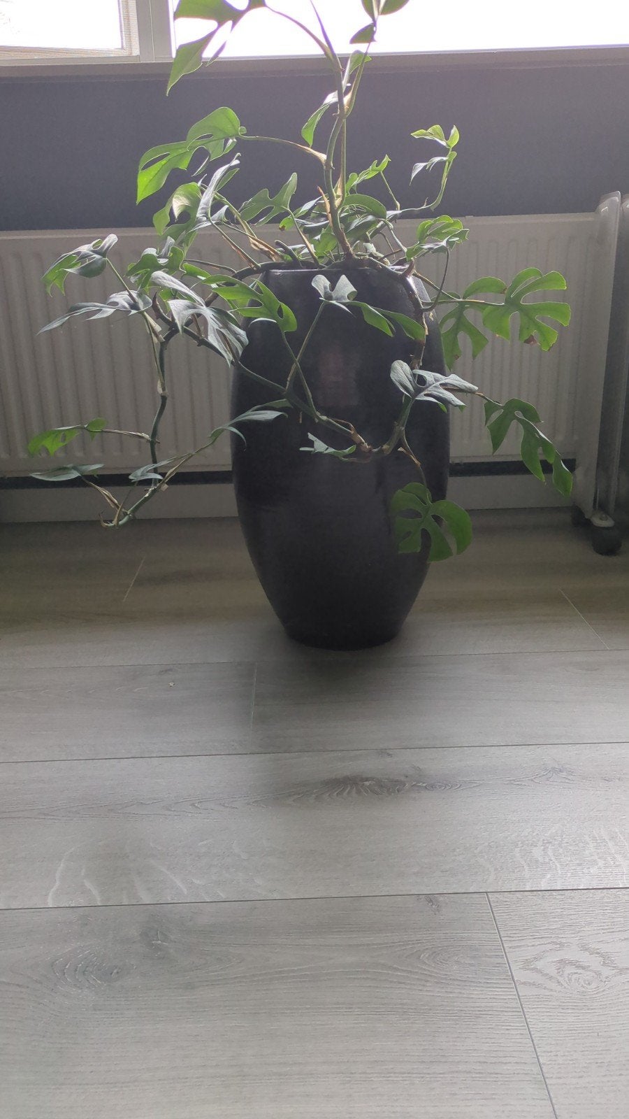 Rhaphidophora Tetrasperma in pot, Huis en Inrichting, Ophalen, Halfschaduw, In pot, Minder dan 100 cm