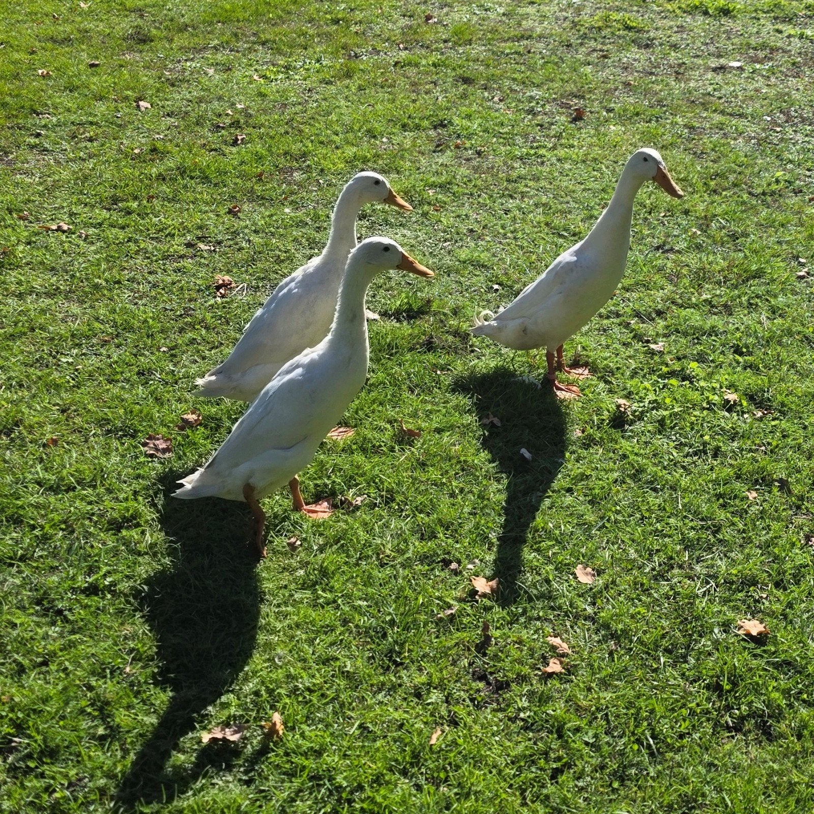 Gratis Koppeltje witte loop eenden, woerden, Meerdere dieren, Eend