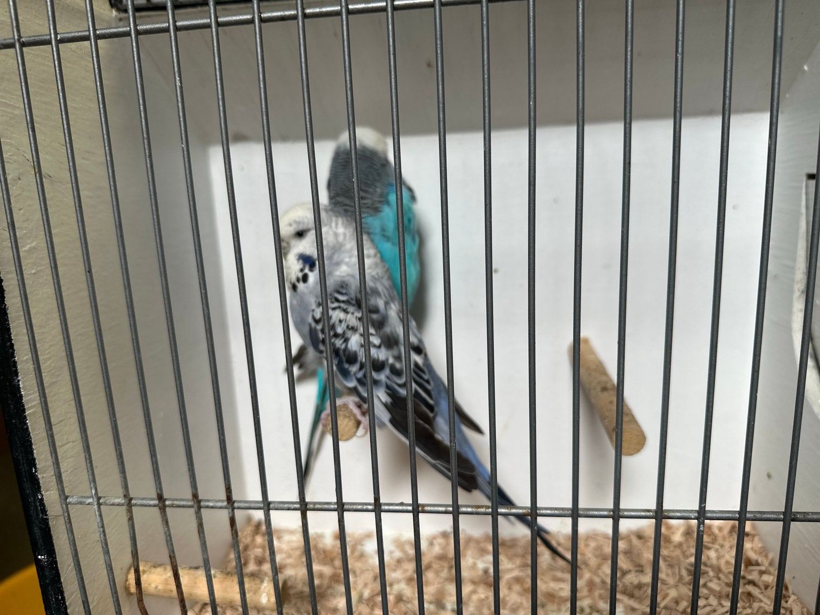 Mooi en gezond koppel English grasparkieten te koop, Dieren en Toebehoren, Meerdere dieren, Parkiet