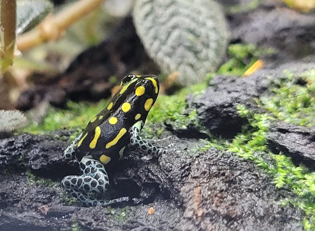 Nakweek Ranitomeya Vanzolinii, Dieren en Toebehoren, Reptielen en Amfibieën, Hagedis, 0 tot 2 jaar