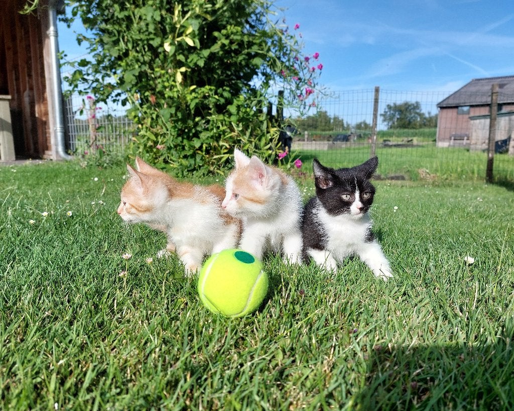Kittens, Meerdere dieren
