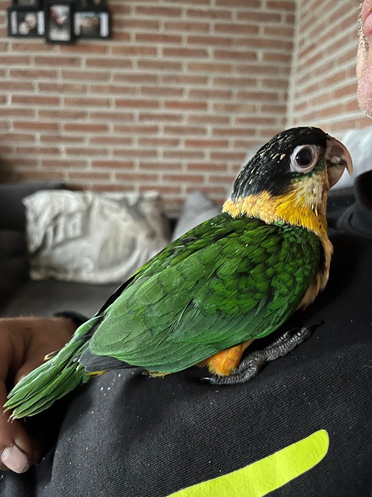 Super tamme zwartkop caique, Dieren en Toebehoren, Geslacht onbekend, Papegaai, Geringd