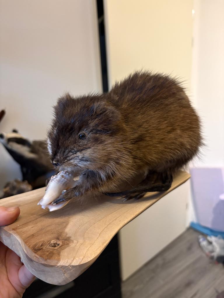 Opgezette muskusrat, Ophalen of Verzenden, Nieuw, Wild dier, Opgezet dier