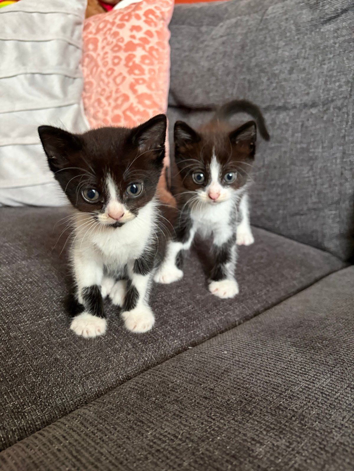 Twee lieve kittens zoeken nog een fijn huisje!, Meerdere dieren