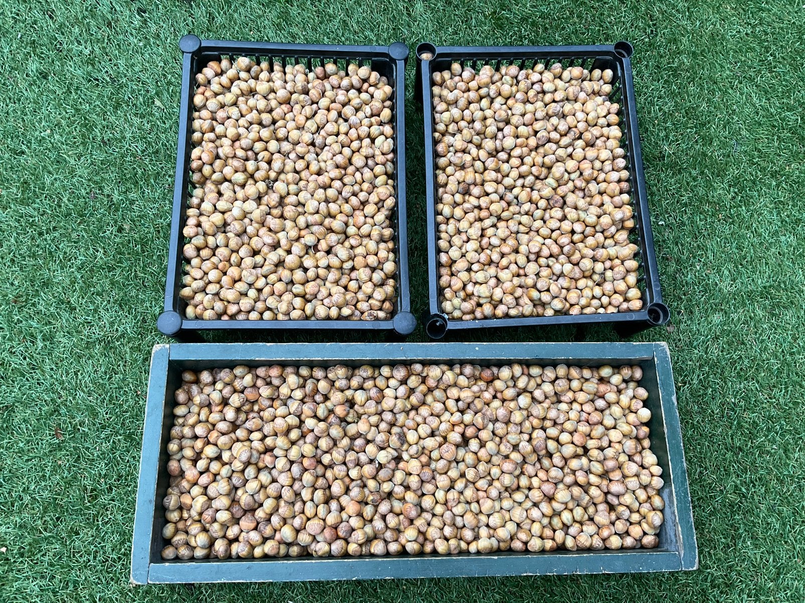Te koop; hazelnoten, 5 euro per kilo, Diversen, Ophalen of Verzenden