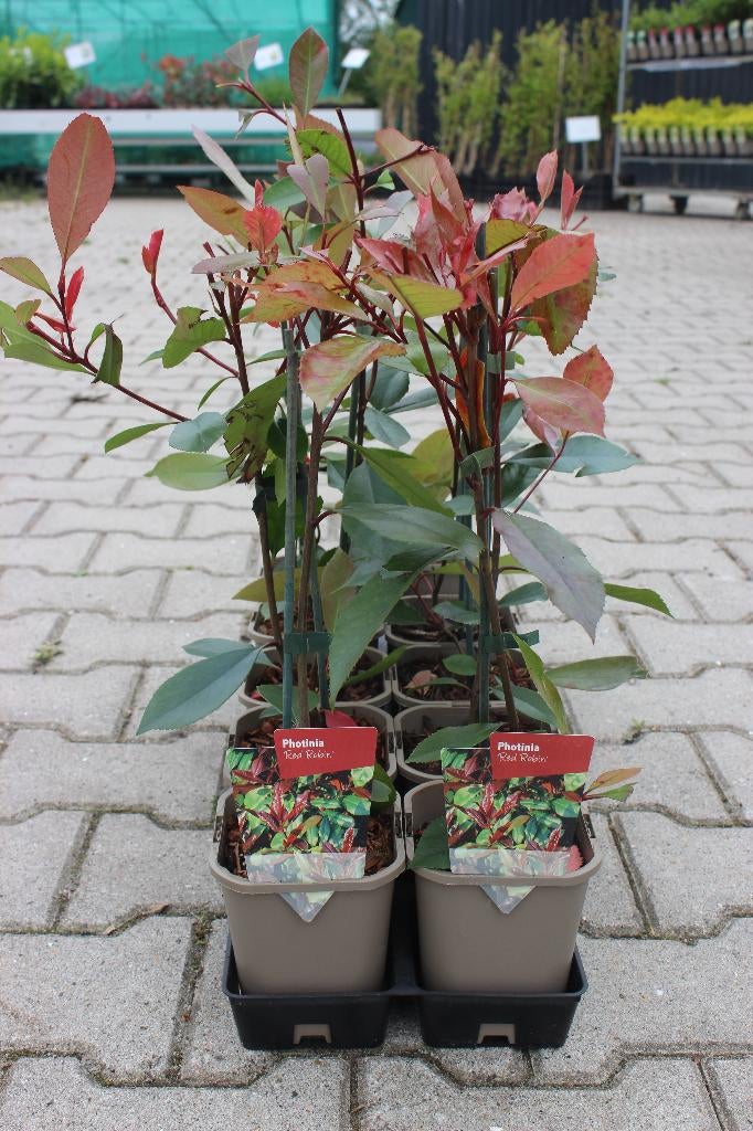 Glansmispel Photinia Red Robin, Ophalen, Lente, Overige soorten, Halfschaduw