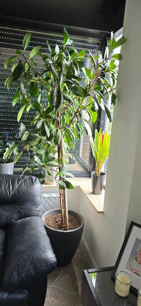 Kamer plant, Ophalen, 200 cm of meer, Overige soorten, Halfschaduw