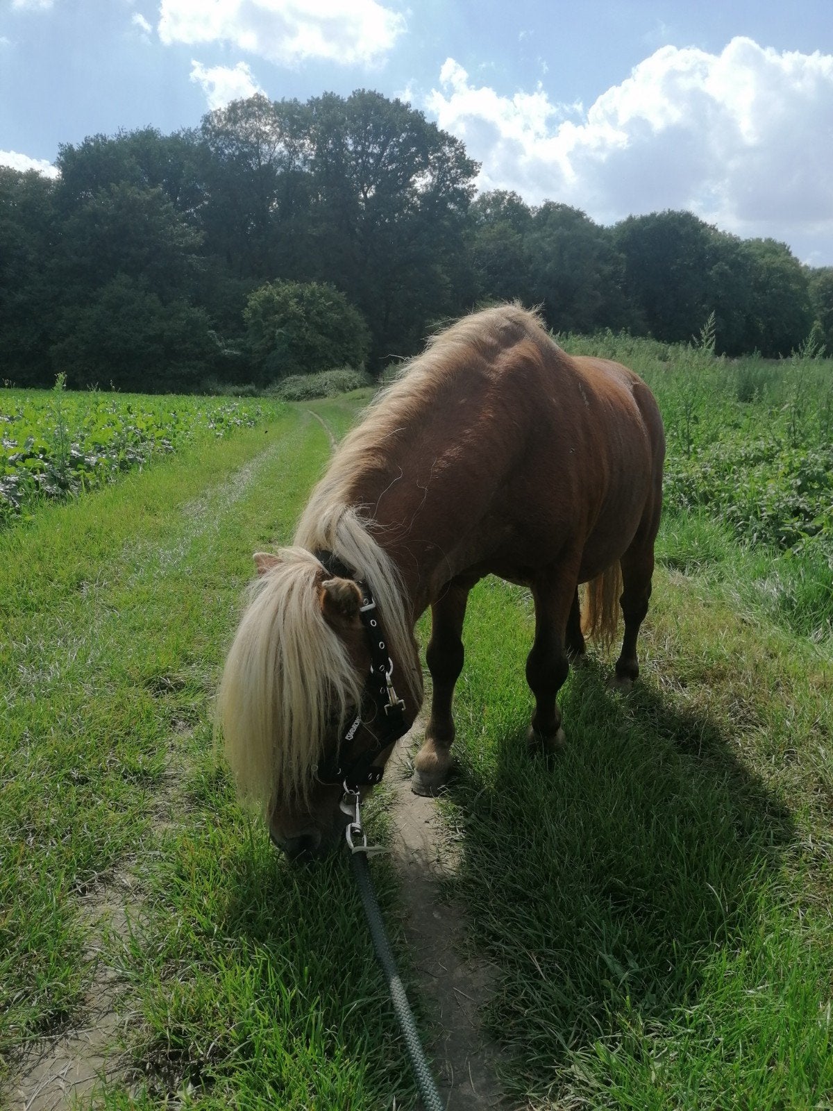 Brave pony (hengst) zoekt een nieuw thuis, Hengst, Recreatiepaard, Met stamboom