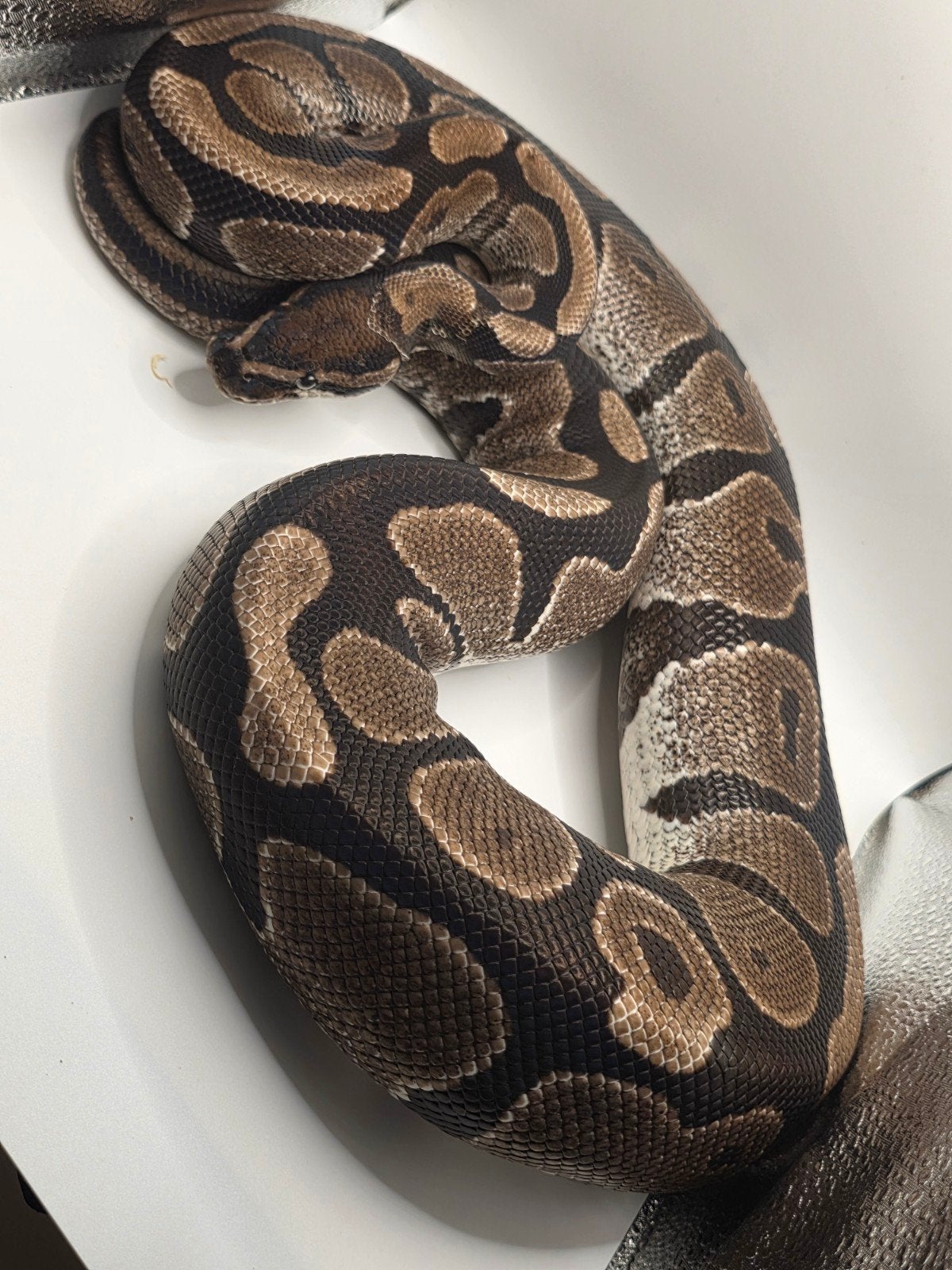 koningspython- python regius- ballpython, Slang, Tam, 0 tot 2 jaar