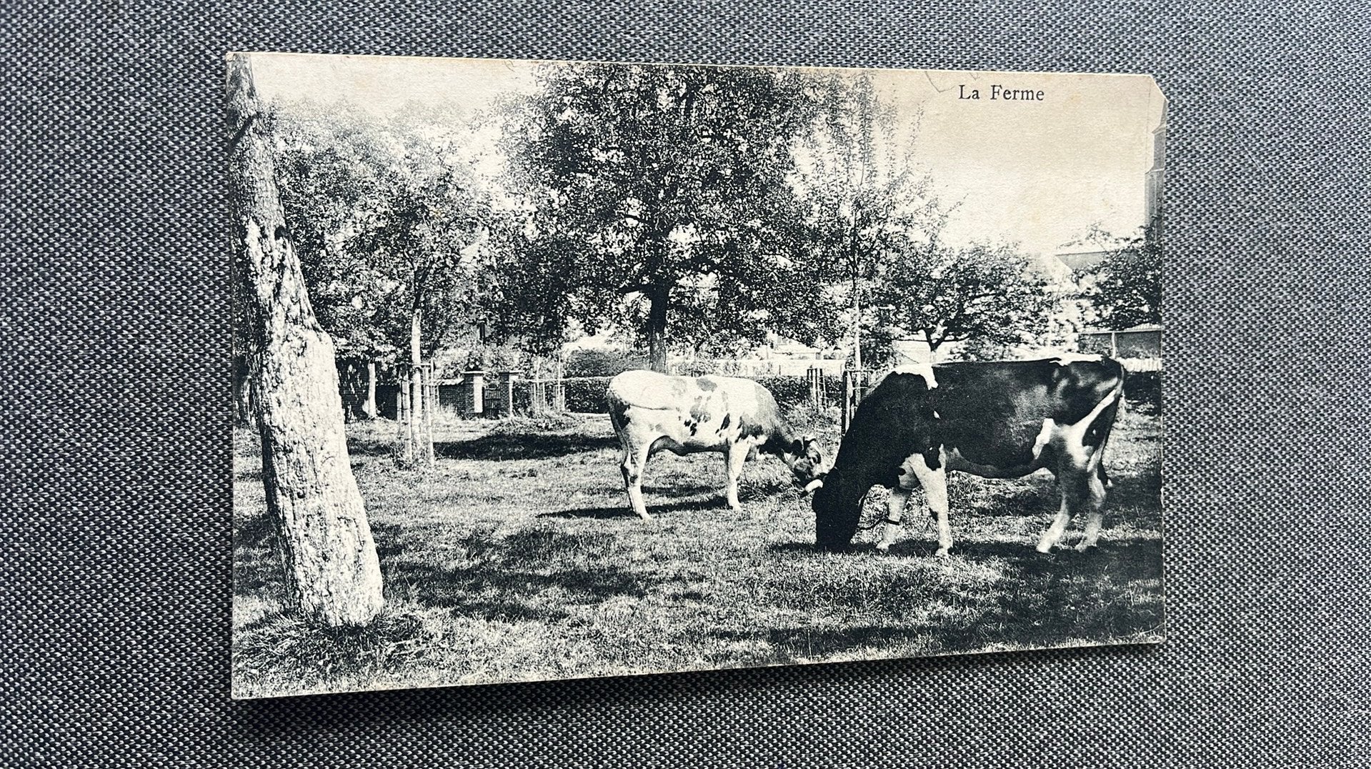 Uitbergen Koeien boerderij Pensionnat Zr Fransikanesse, Ophalen of Verzenden, Voor 1920, Gelopen, Oost-Vlaanderen