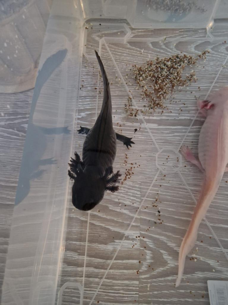 GRATIS AXOLOTLS!!!, Ophalen