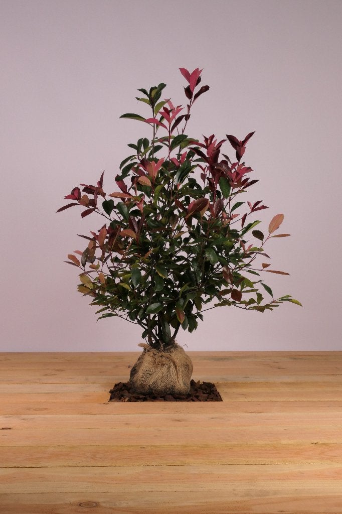 Glansmispel ‘Red Robin’ (Photinia fraseri), Tuin en Terras, Planten | Struiken en Hagen, Ophalen, Overige soorten, Haag, Minder dan 100 cm