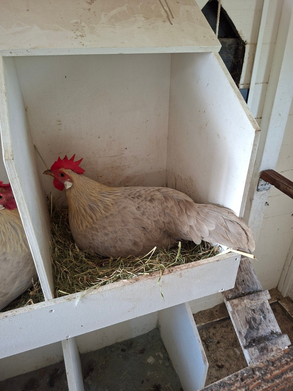 5 stuks kippen, Dieren en Toebehoren, Pluimvee, Vrouwelijk, Kip