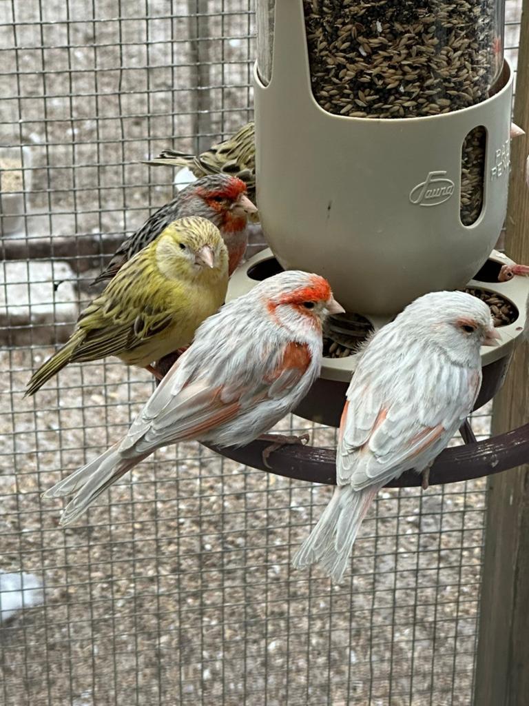 Verschillende soorten kanaries, tropen en parkieten, Dieren en Toebehoren, Vogels | Kanaries, Kleurkanarie, Meerdere dieren