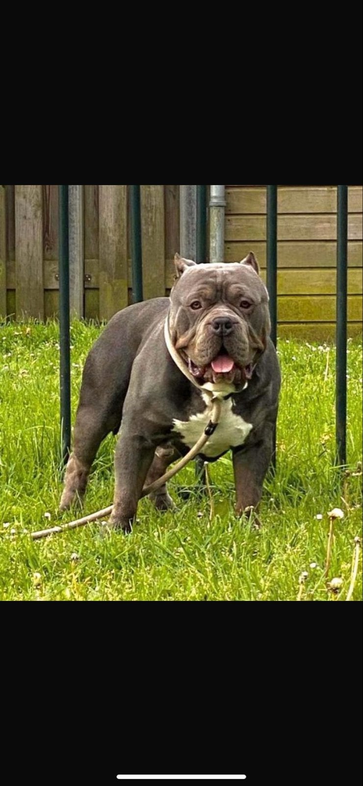 American bully, 6 jaar of ouder, Parvo, Eén hond, Nederland