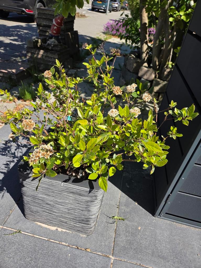 Plant Viburnum Tinus te koop, Tuin en Terras, Planten | Tuinplanten, Ophalen, Overige soorten, Halfschaduw