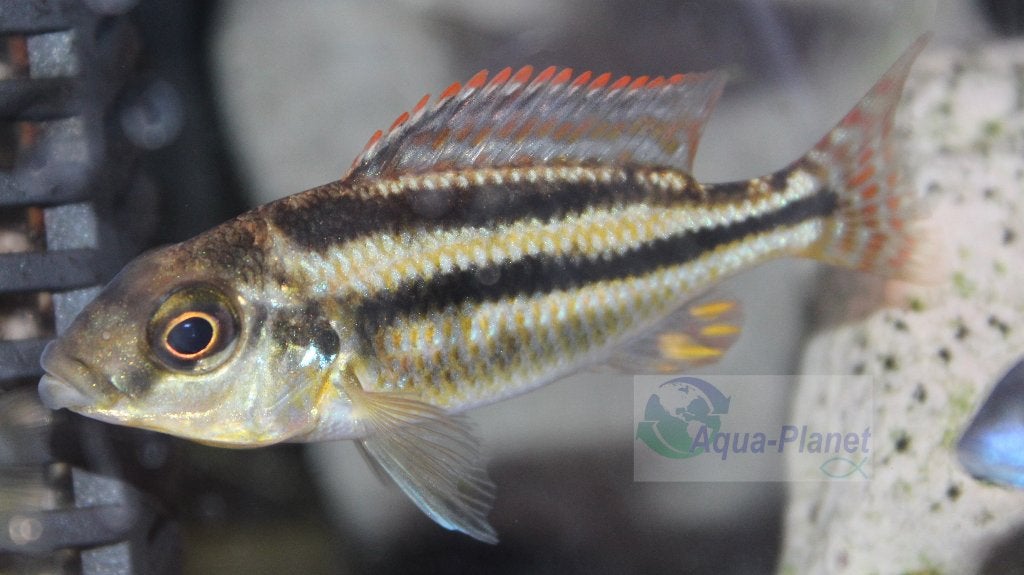 Haplochromis euchilus, Dieren en Toebehoren, Vis, Zoetwatervis