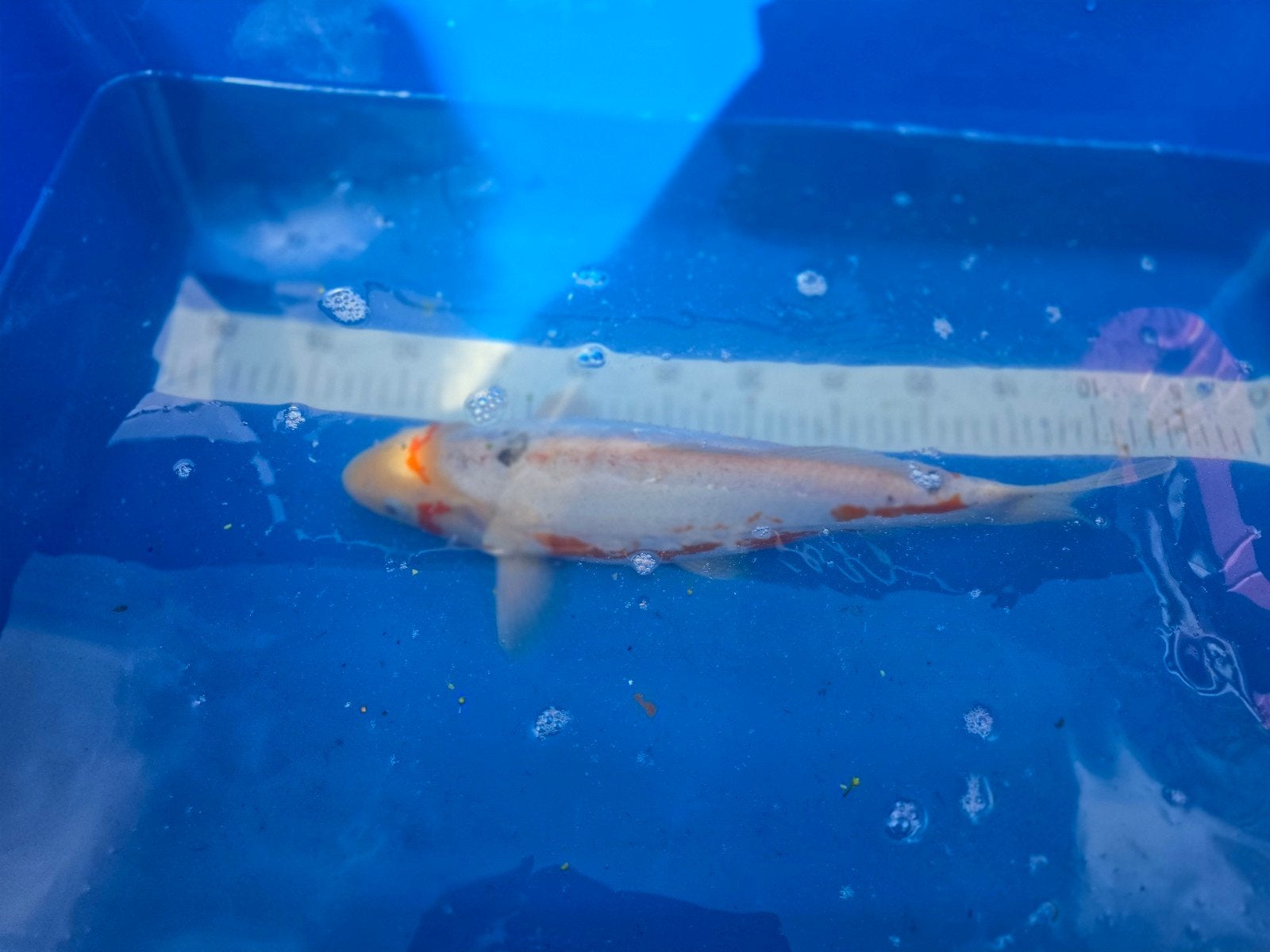 leuke koi karpers, Karper of Koi