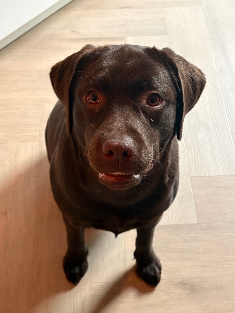 Labrador Retriever Pup Roxy - Super Lief en Speels, 15 weken tot 1 jaar, Teef, Labrador retriever, Eén hond