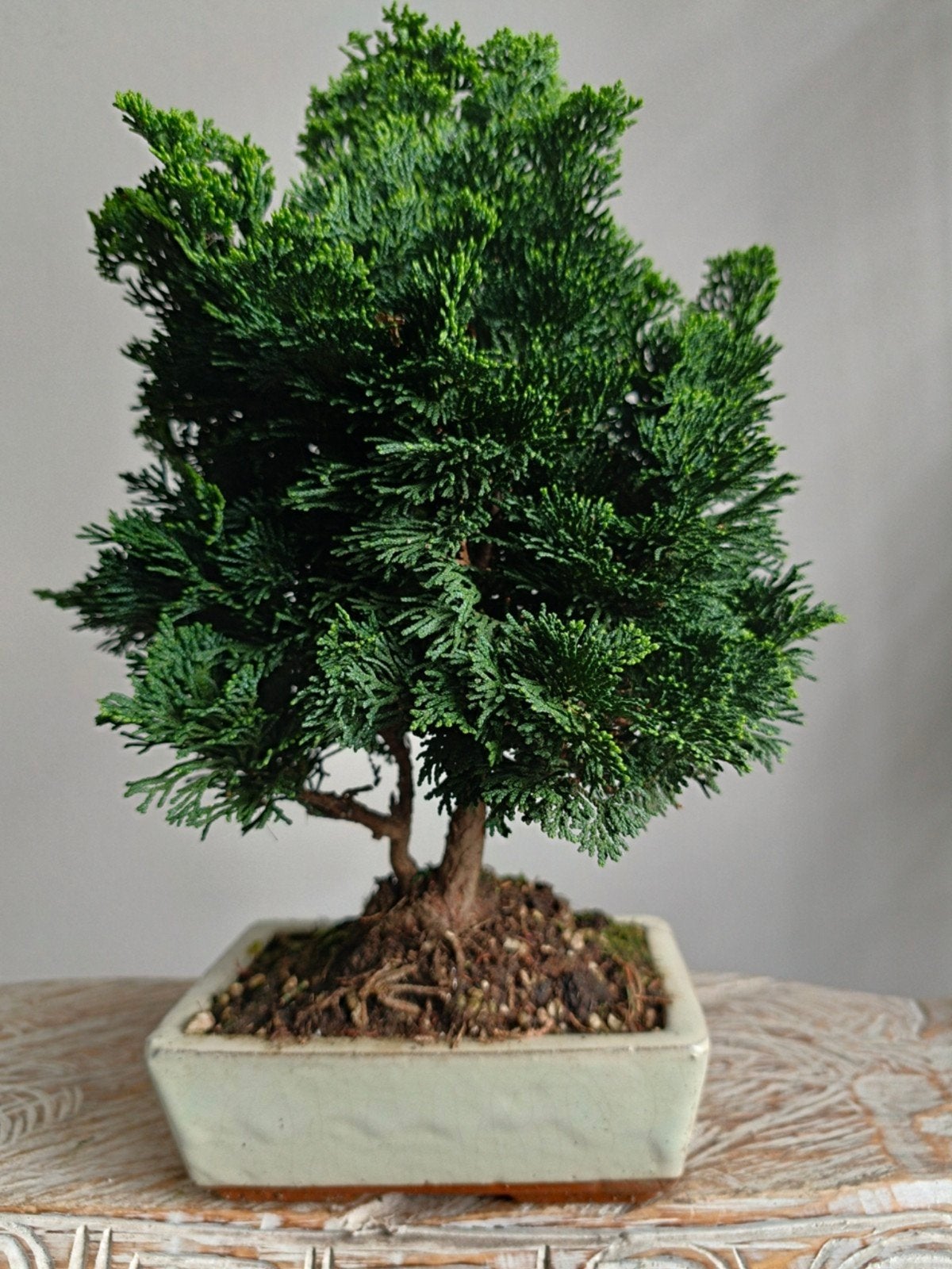 Chamaecycyparis bonsai, Bloeit niet, Halfschaduw, Minder dan 100 cm, Overige soorten