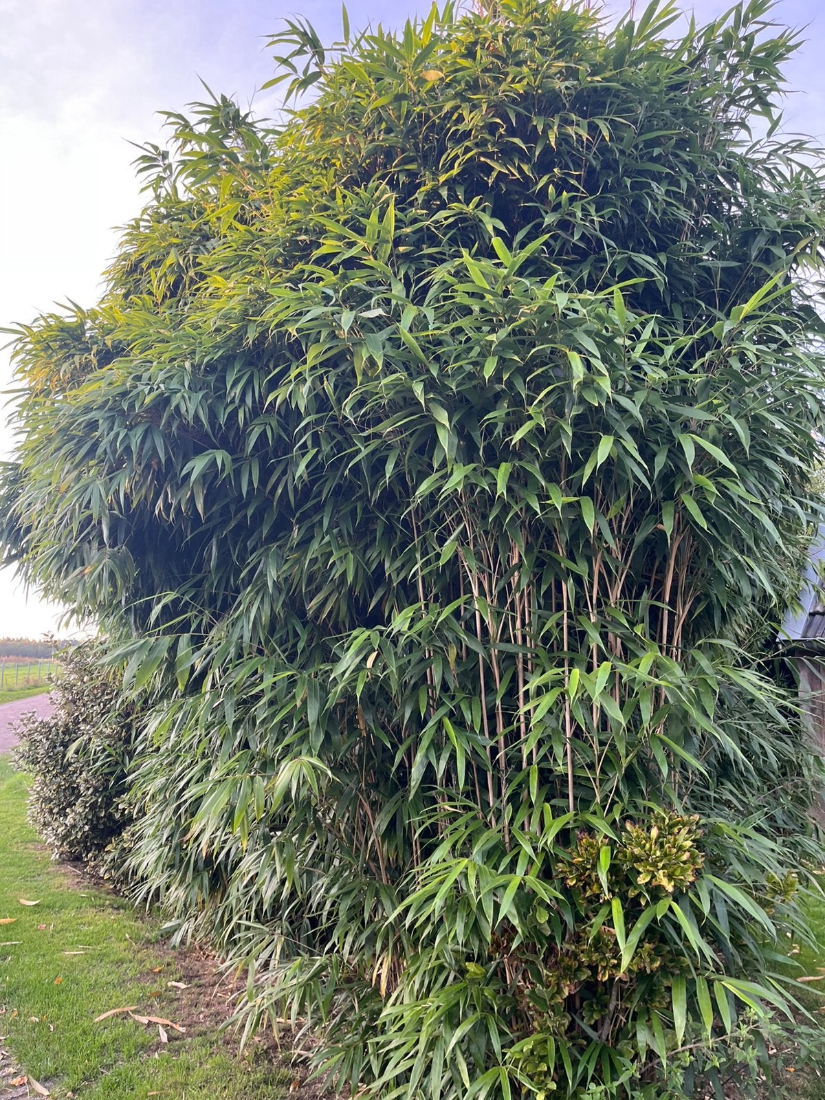Grote bamboe, groenblijvend en winterhard, Volle zon, Vaste plant, Bloeit niet, Ophalen
