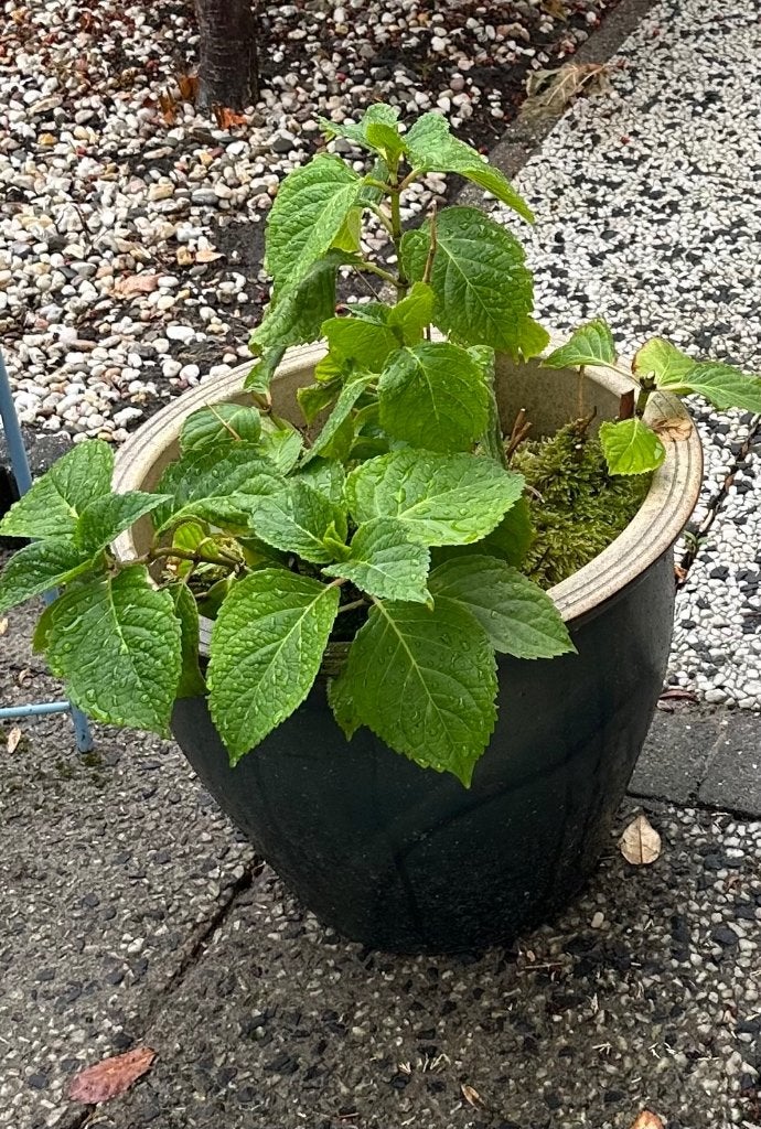 grote geglazuurde bloempot met plant, Ophalen, 40 cm of meer, Rond, Zo goed als nieuw