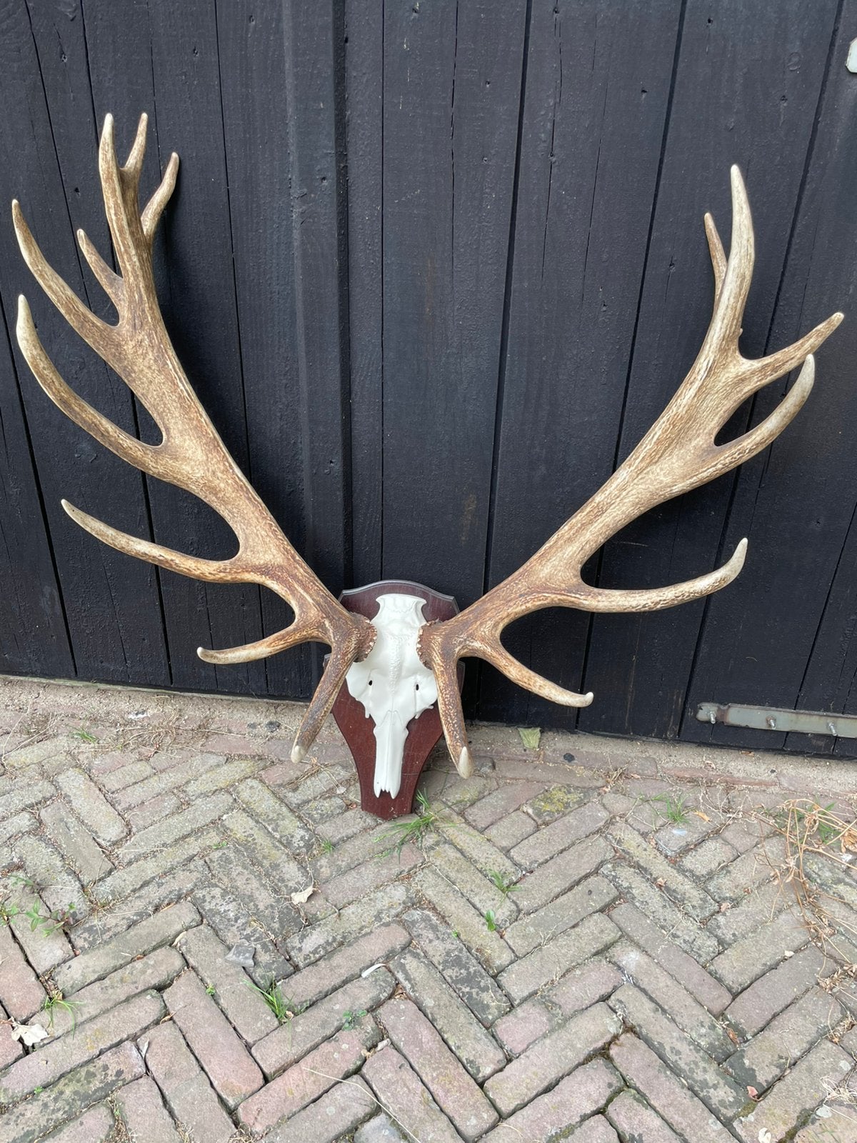 Hertengewei,edelhert,gewei,overkapping, gevel, mancave, Verzamelen, Ophalen, Zo goed als nieuw, Hert, Gewei of Kop