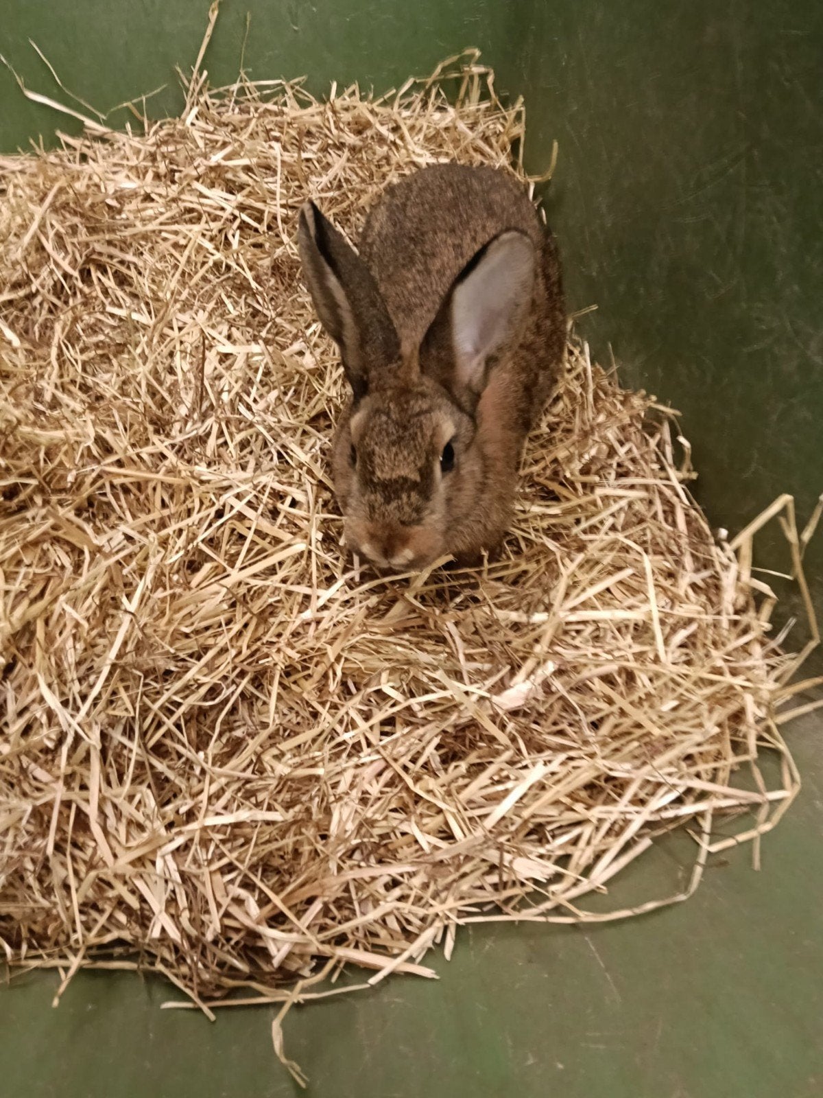Steenkonijnen, Dieren en Toebehoren, Meerdere dieren, Middelgroot, 0 tot 2 jaar
