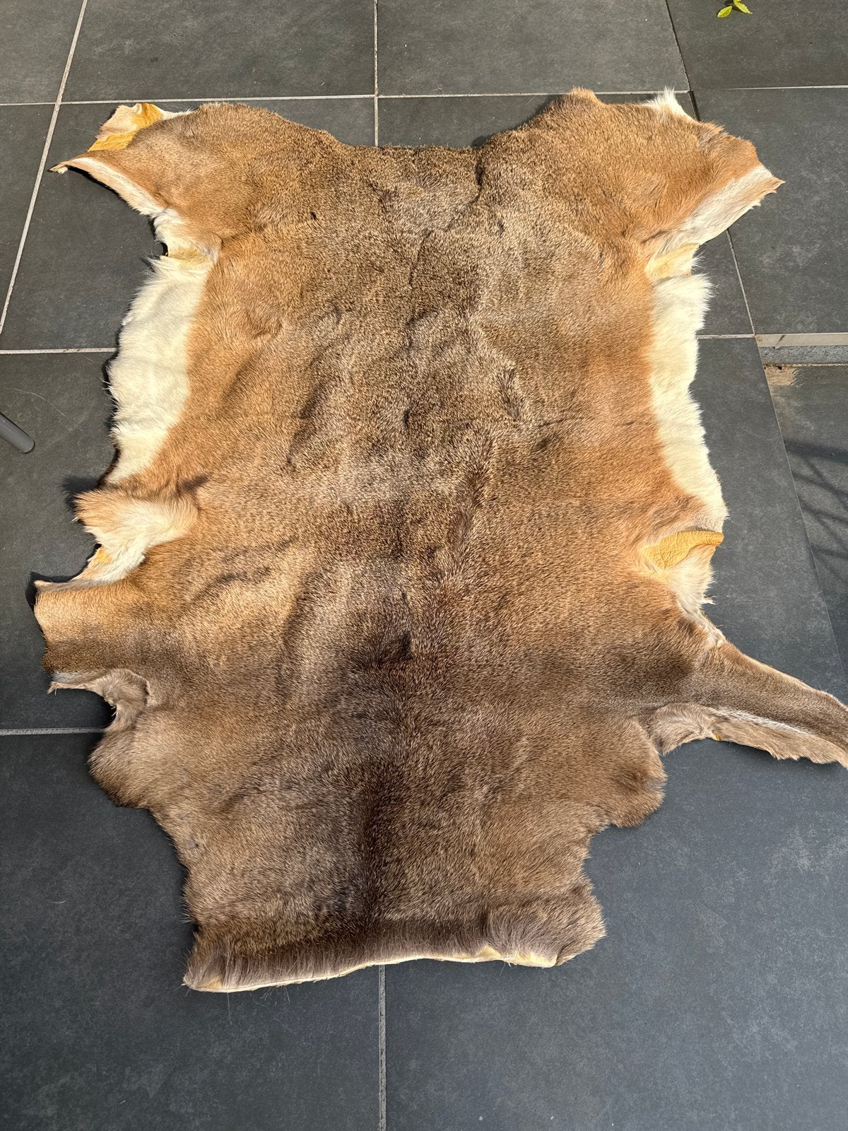 Hertenhuid 150x130cm - Natuurlijk en Decoratief, Gebruikt, Ophalen of Verzenden, Landelijk, Natuurlijk materiaal
