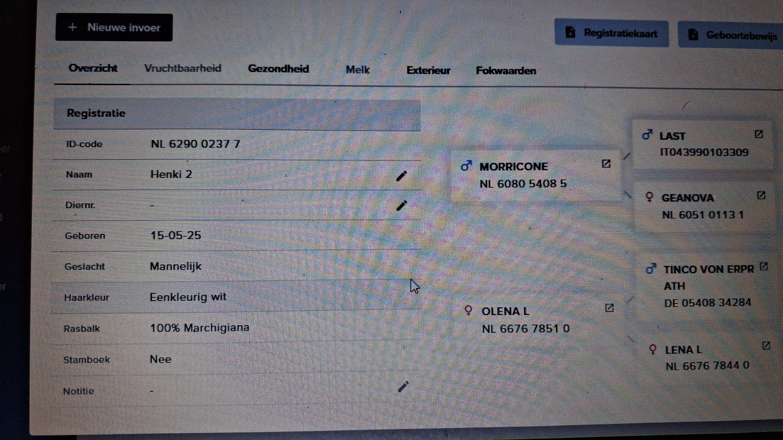 4 mooie pinken en Marchigiana dekstieren, Dieren en Toebehoren, Mannelijk