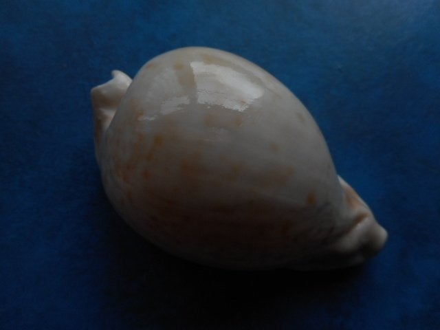Schelpen: Cypraea hesitata Iredale f++g 89,9mm, Ophalen of Verzenden, Schelp(en)